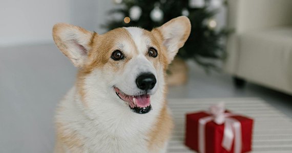 寵物類(lèi)網(wǎng)站建設(shè)解決方案