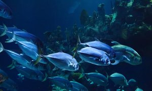 探究北京網(wǎng)站建設公司打造現(xiàn)代化漁業(yè)行業(yè)網(wǎng)站服務