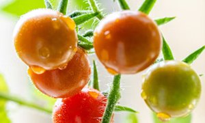 寧夏網站建設：為水果公司搭建數字化橋梁，激活市場增長新動能