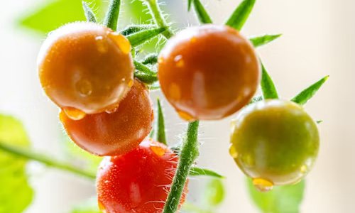 為水果公司搭建數(shù)字化橋梁，激活市場(chǎng)增長(zhǎng)新動(dòng)能