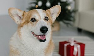 北京網(wǎng)站設計：電商網(wǎng)站與寵物網(wǎng)站的創(chuàng)建思路