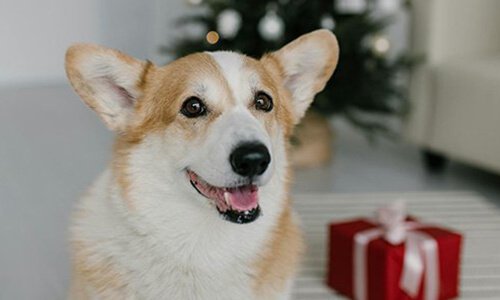 北京網(wǎng)站設(shè)計(jì)：電商網(wǎng)站與寵物網(wǎng)站的創(chuàng)建思路